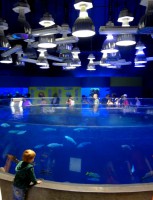 /album/aquarium-de-quebec/dsc04796-jpg/