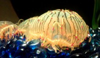 /album/aquarium-de-quebec/dsc04819-jpg/
